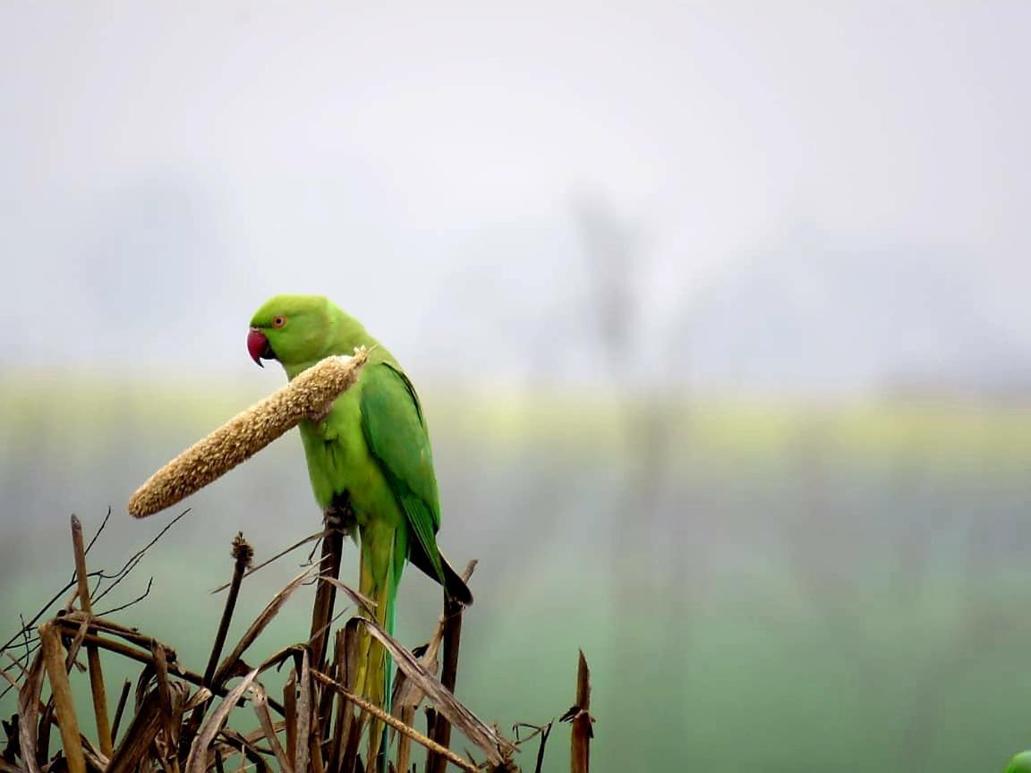 Ibishouse Farm Stay Bharatpur Exterior foto